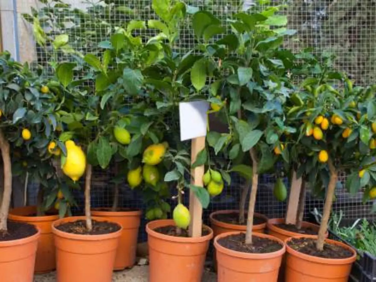 Plantas frutíferas em vasos, quais cultivar em apartamentos!