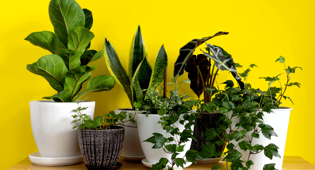 Plantas para jardim: qual o melhor tipo para sua casa!