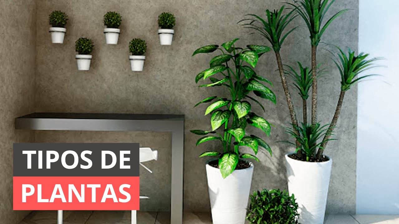 Plantas de sombra, para seu quintal, saibas as melhores espécies para cultiva!